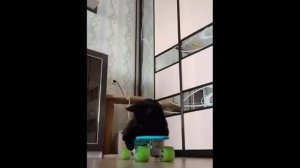 Смешные коты #1