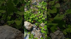 Кашпир, охота за аммонитами.mp4