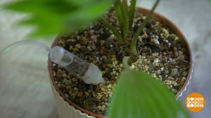 Кто польет цветы? Автополив! Доброе утро. Фрагмент выпуска от 14.08.2025