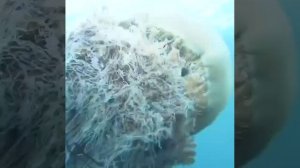 Самая большая медуза