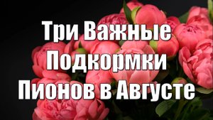 Три Важные Подкормки Пионов в Августе