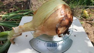 ВЫКОПАЛА ЛУК ЭКСИБИШЕН. ПОЛУЧИЛСЯ ОТЛИЧНЫЙ!