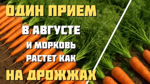 :🥕Морковь перестала расти в августе? Один рецепт подкормки для двойного урожая!