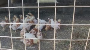 Работа по хозяйству, навожу порядки, спалил мусор и ветки, купил трубогиб.