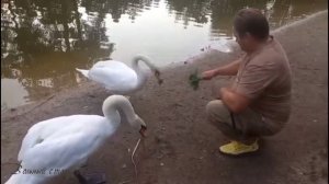 Кормлю лебедей в Выксунском парке