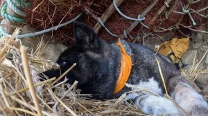 ХАКАН  Catch and Cook - OCTOPUS. Bushcraft Camping