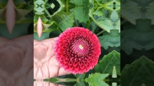 Георгин Cooper boy