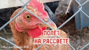 Полёт на рассвете - песня про кур