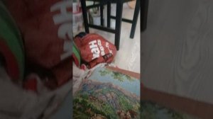 Что ищет Лулу?