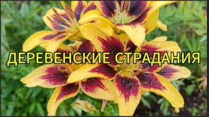 Деревенские страдания