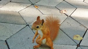 Белки в парке Победы.