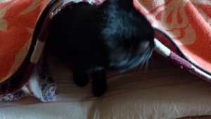 Черный Кот Жук прячется в жару под одеяла поспать.