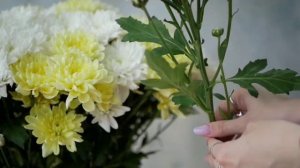 Обзор на цветок "Хризантема Балтика"