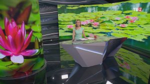 В Крыму впервые распустились тропические кувшинки / События на ТВЦ