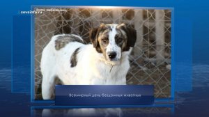 Всемирный день бездомных животных. Календарь Губернии от 16 августа