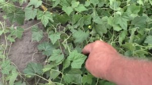 Мой участок, 16 августа, 2 часть.