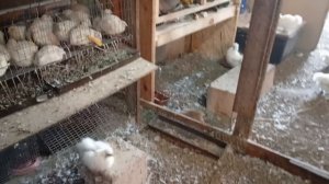 Обзор курятника птичника