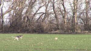 Тайфун в погоне за зайцем