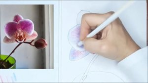 Рисуем орхидею цветными карандашами, мастер-класс