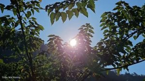 Full video: Harvest Pears, Grapefruits, Bananas, Chickens, Melons, Persimmons