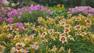 Август в саду @Svetik_Chudnova