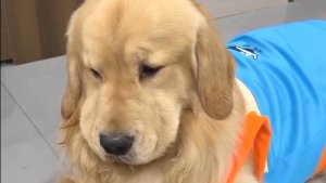 Funny dogs / Забавные и смешные собаки!