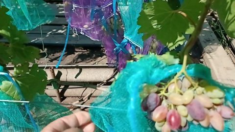 Состояние виноградника на 15.08.2025 года