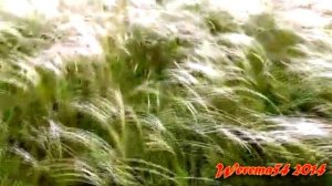 Долющка  ты  доля Werema54(авторская)2014г.