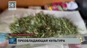 Конопляную плантацию вырастил хабаровский дачник прямо у себя на участке в Железнодорожном районе