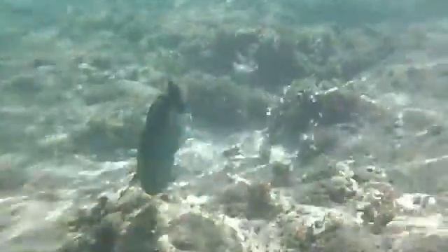 рыбки смотреть онлайн