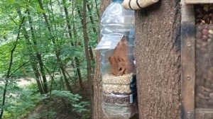 Кормушка для Белок из бутылки
