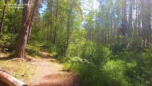 Птичье царство (исполняет Алексей Браницкий)