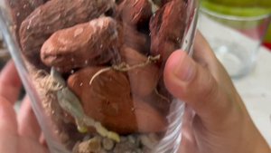 Пересадка орхидей из классической посадки в закрытую систему