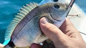 Морской карась с SUP борда на спиннинг