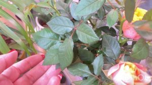 Летние цветение орхидей