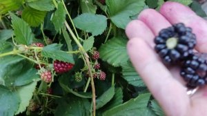 Собираю урожай ежевики