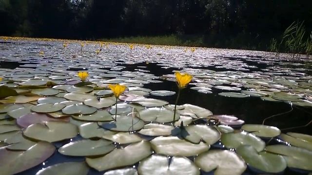 Обухово карьер 2021.07.15 (зацвел нимфейник) смотреть онлайн