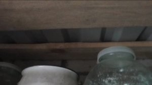 У меня поселился сверчок