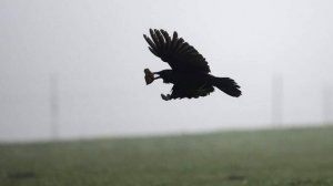 На 24 свалках вблизи аэродромов выявили опасные скопления птиц