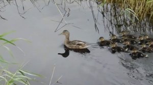 Разлив Иртыша в 2017 году