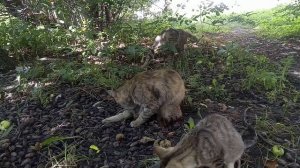 Конкуренты