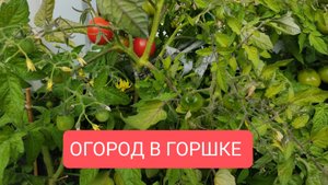 ОГОРОД В ГОРШКЕ. ОПЫТ ВЫРАЩИВАНИЯ.