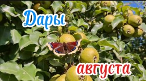 Дары августа в Вологодской области: Обзор урожая на даче - от ягод до дыни! Дача, Сад , Огород  2025