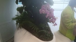 Шэньчжэнь. Китай. Аэропорт. Живые орхидеи по всему залу, в России такого нет.