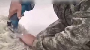 Очередная дичь из ПВЗ: в Тыве мужик заказал машинку для стрижки баранов и протестировал её