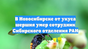 В Новосибирске от укуса шершня умер сотрудник Сибирского отделения РАН