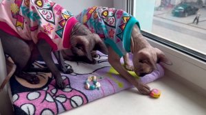 Виспа и Тиффани