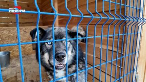 Администрация города не будет продлять контракт с фондом «Ушастик, живи!»