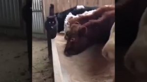 Трудный путь от солдатика до генералисимуса😎