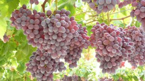 Садоводы Азербайджана собрали рекордное количество раннего винограда